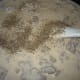 Once the gravy has thickened, season to taste.