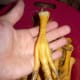 Fresh chicken feet ready for cleaning.