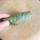 The leaf is rolled like a cigar.