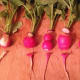 Clean and get your fresh radishes ready by cutting the tops and bottom of the roots off. Slice them as thin or as thick as you want. Chop the garlic and onion and slice the jalapeno into thin strips, if you are using it.