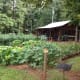 Garden in mid-June—the squash is prolific!