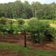 The corn is finally coming up!