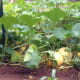 The pumpkins will become fall decorations once harvested.