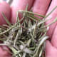 Dried rosemary from my 2014 garden.