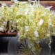 minnesota-cooking-bok-choy-stuffed