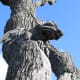Gargoyle tree art at the Twisted X Brewery