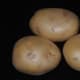 Select large potatoes