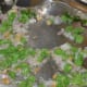 stir frying French beans