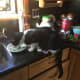 Another furry companion comes to join me in the kitchen.
