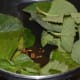 Step 2: Add oregano leaves. Continue sauteing until they get cooked. This process takes about 5 minutes.