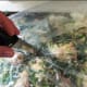 minnesota-cooking-roasted-chicken-in-a-bag-with-celery-and-chives