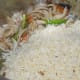 Step four: Add soaked rice and salt. Stir-fry for 2-3 minutes.