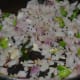 Step four: Add chopped onion and green chilies