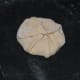Step five: Fold the edges towards the center. Pat it to get a patty shape