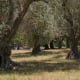 Ancient olive trees