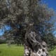 exploring-olives