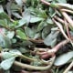 minnesota-musing-eating-weeds-are-there-advantages