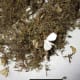 minnesota-musing-eating-weeds-are-there-advantages