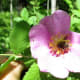 minnesota-musing-eating-weeds-are-there-advantages