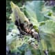 minnesota-musing-eating-weeds-are-there-advantages