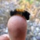 minnesota-musing-eating-weeds-are-there-advantages