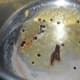 Step two: Saute whole garam masala spices in butter-oil mix.