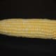 Sweet corn cob