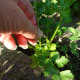 1. Look for the outer stems