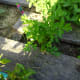 Parsley