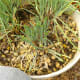 3. Cut 1-2 inches above the plant's base