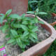 1. Find a spring of mint that is at least 5 inches tall