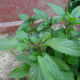 3. Cut just above a set of leaves