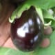 Fresh eggplant.