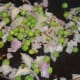 Step three: Add chopped onions and fresh peas. Stir-cook till onions turn golden.