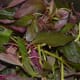Amaranth leaves