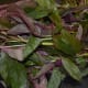 Red amaranth leaves