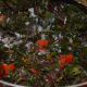 Add the chopped amaranth leaves and some salt. Stir-fry until the leaves get nicely cooked. Sprinkle some water occasionally to prevent burning.