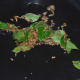 Step two: Saute cumin seeds and curry leaves in ghee or oil.