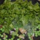 Step three: Add chopped spinach leaves, once peas become tender. Throw some salt into the pan for fast cooking.
