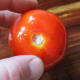 minnesota-cooking-tomatoes-from-vine-to-freezer