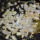 Step five: Add chopped onions. Saute ill they become translucent.