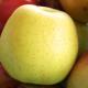 Golden Delicious