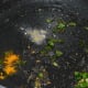 Heat oil in a deep-bottomed pan. Add mustard seeds. Let them crackle. Throw in hing powder, turmeric powder, chopped curry leaves, and chopped green chilies. Sauté for 30 seconds.