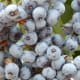 Elderberries