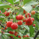 Pie Cherries