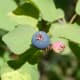 Serviceberry