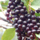 Chokecherry