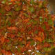 Step four: Add red chili powder and vangi bath powder to the pan. Stir-cook for a while. Add tamarind pulp, sugar, and remaining salt. Mix well. Saute the mix for a minute.