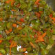 Step two: Add chopped capsicum and par-boiled veggies. Continue cooking till all the veggies become tender, yet crunchy.