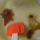 Next, add the vanilla in sugar.